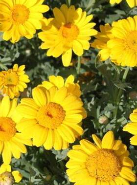 日光菊种子四季播种开花宿根菊花种籽子庭院盆栽花卉耐寒耐旱花籽