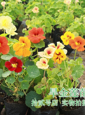 旱金莲种子多年生室内旱荷花种籽子四季播种开花爬藤庭院阳台盆栽