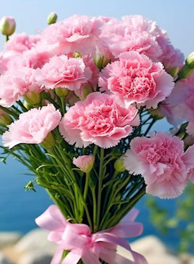 重瓣康乃馨种子易种活花卉室内室外阳台盆栽开花植物花种籽孑