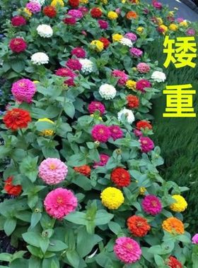 矮杆重瓣百日草花籽格桑花花种籽子四季播种室外易活庭院花卉