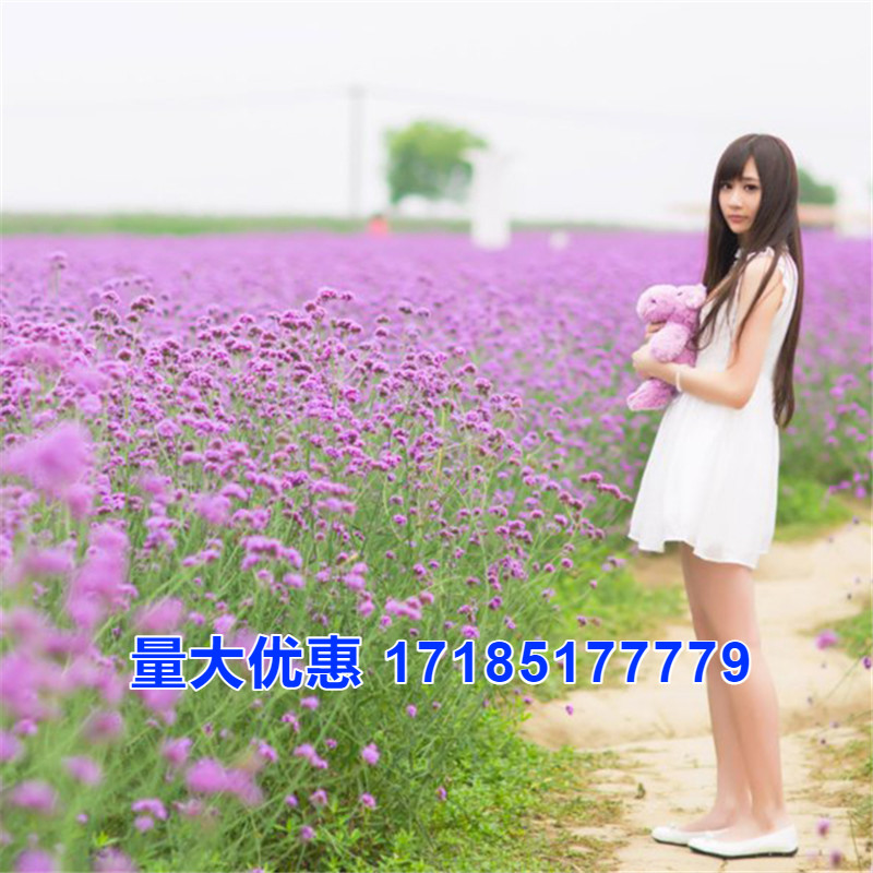 柳叶马鞭草种子多年生宿根花景