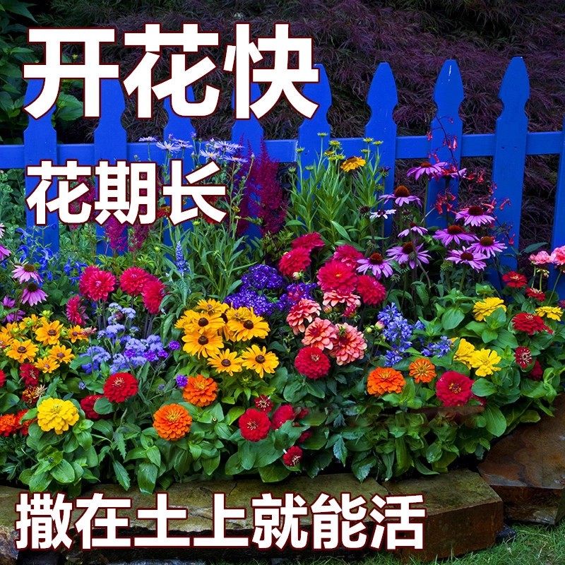 花种子室外一年四季都开虞美人