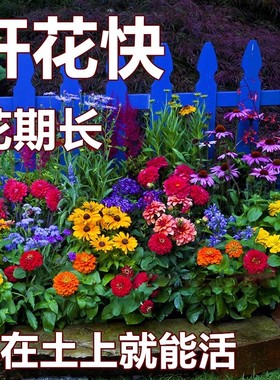 野花组合花种子除虫菊花种籽子四季播种开花格桑花花籽太阳花种孑