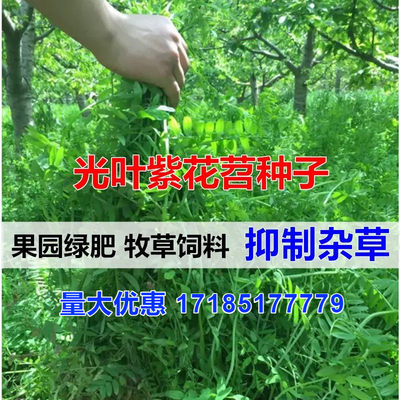 绿肥紫花苕子橙必优毛苕子种子