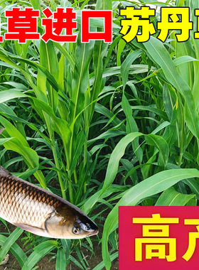 鱼草种籽四季苏丹草种籽高产牧草种子高丹王草播种喂鸡鸭羊牛鹅兔