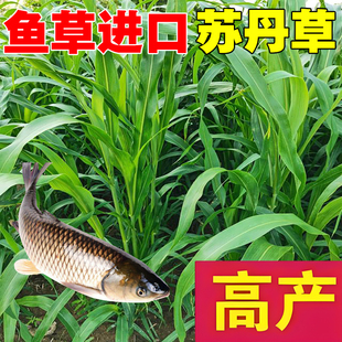 鱼草种籽四季苏丹草种籽高产牧草种子高丹王草播种喂鸡鸭羊牛鹅兔