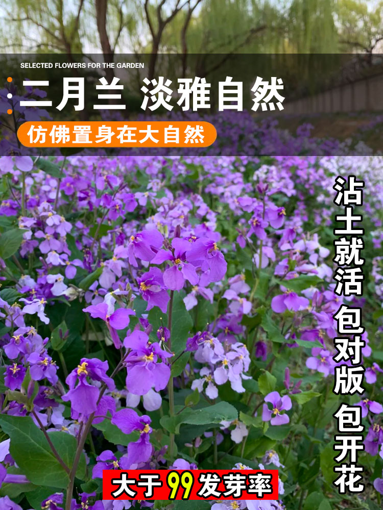 二月兰花种籽四季播耐寒宿