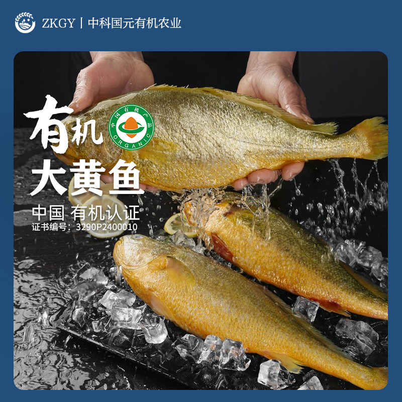 有机黄花鱼®深海野游黄鱼鲞新鲜冷冻野生大黄鱼小黄鱼生鲜礼盒装图片