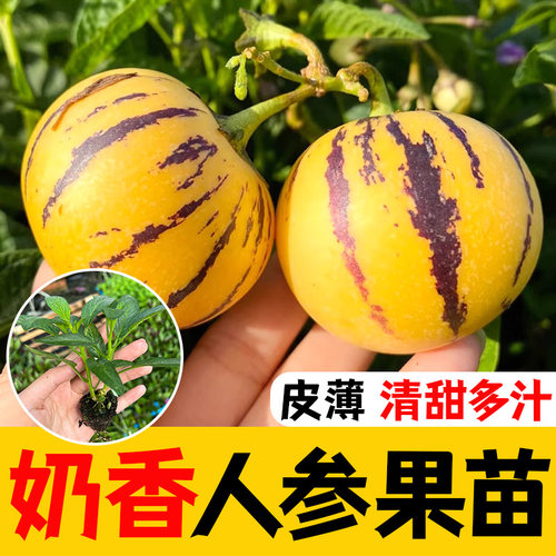 人参果生树水种子籽孑苗四