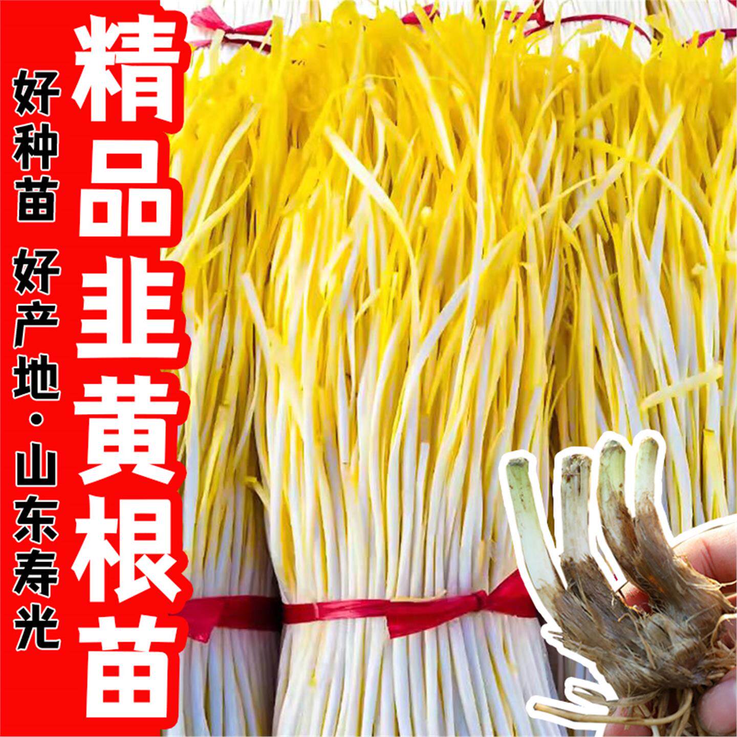 韭黄根秧苗现挖四季黄韭蔬菜苗四季根阳台盆栽南方北方种韭菜根苗