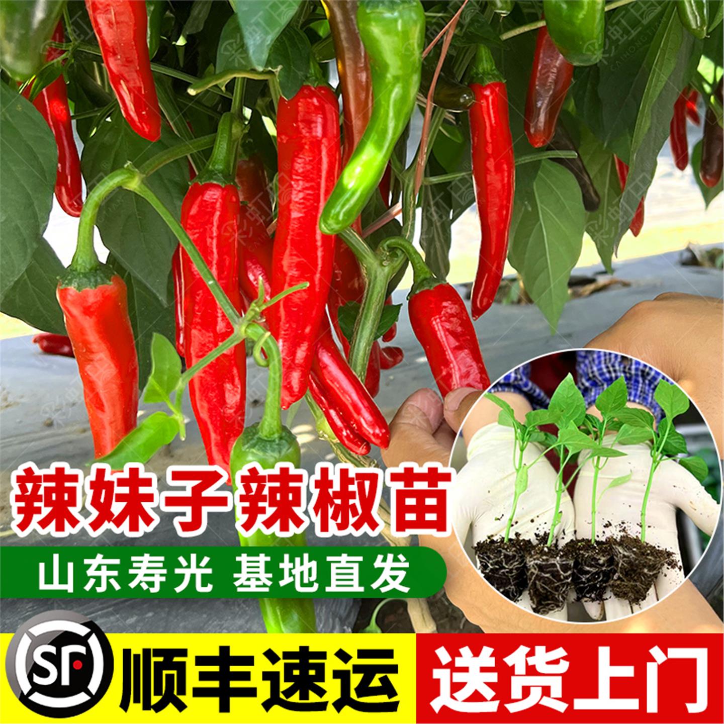超辣妹子椒种苗青红干籽味