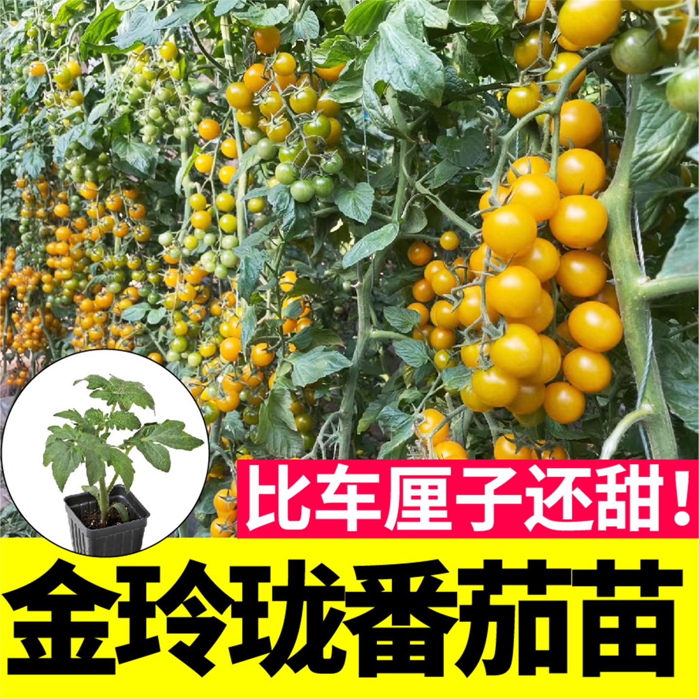 超甜金玲珑圣女果小黄樱桃