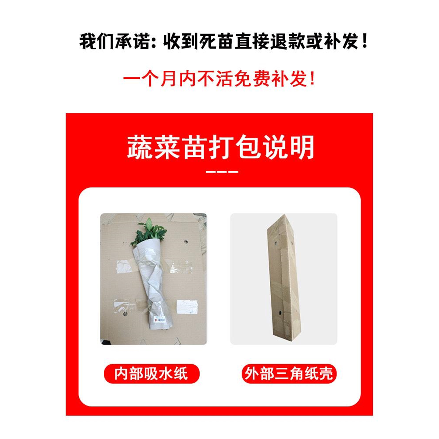 清甜不辣水果椒秧苗带士球