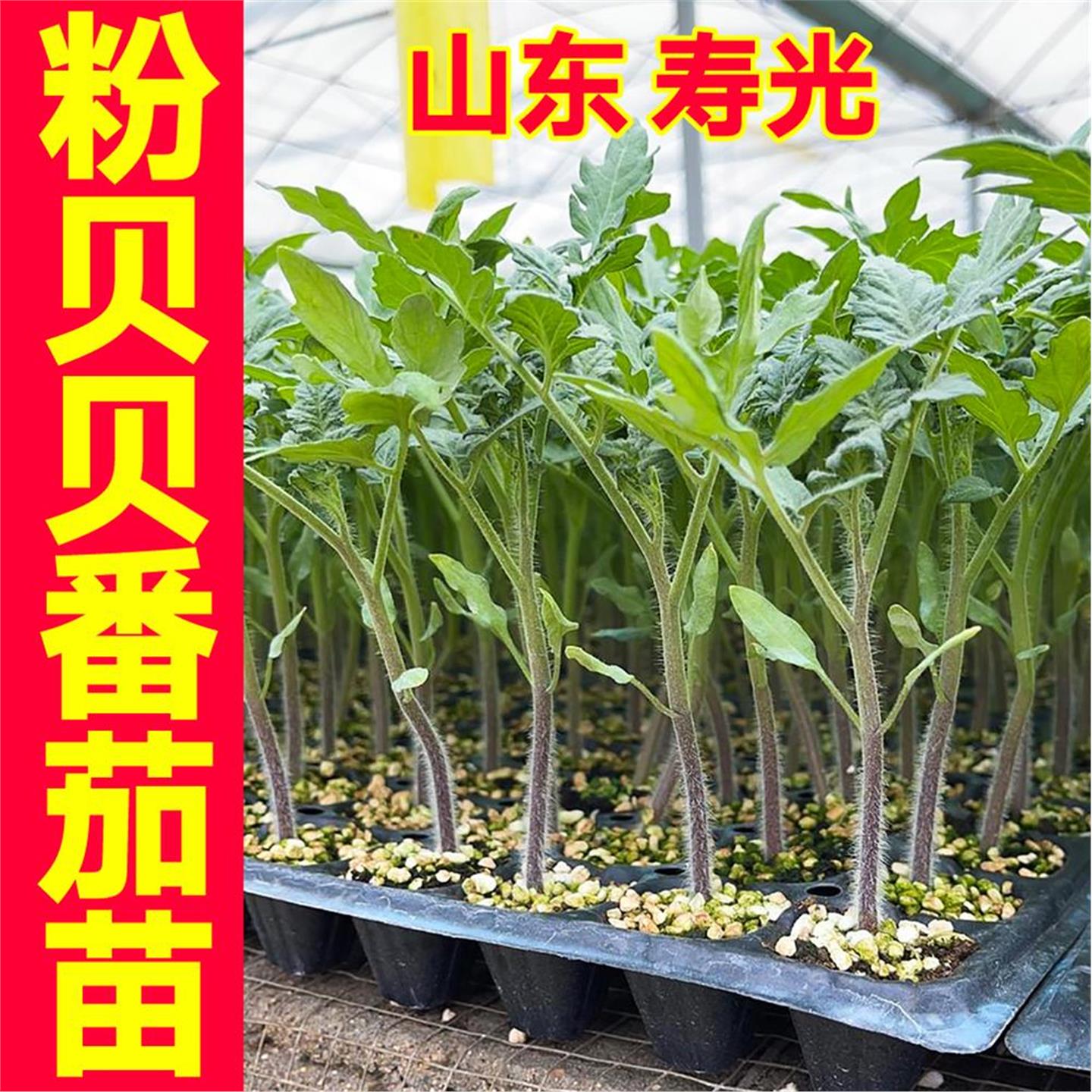 皮薄超甜粉贝圣女果苗秧红