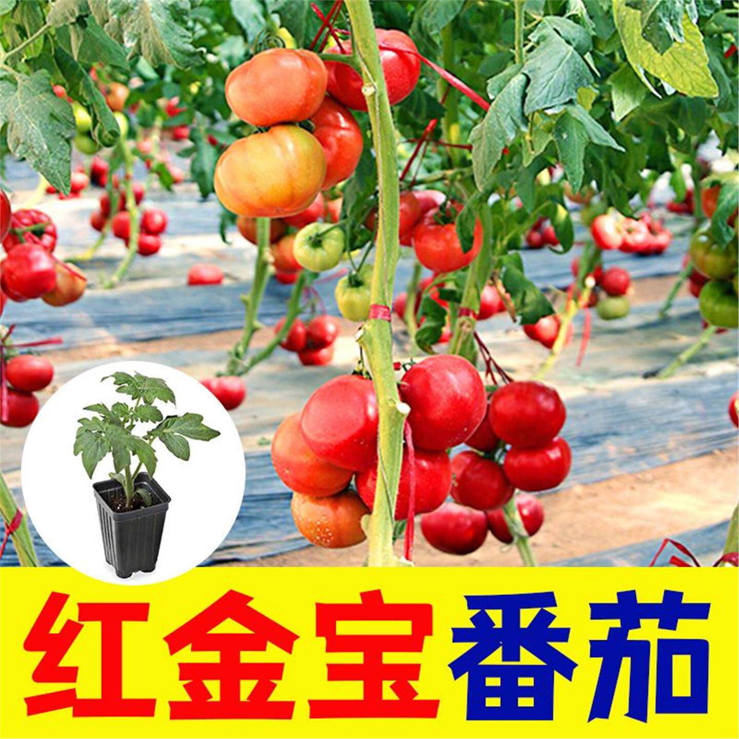 大红番茄金宝苗种超甜西柿