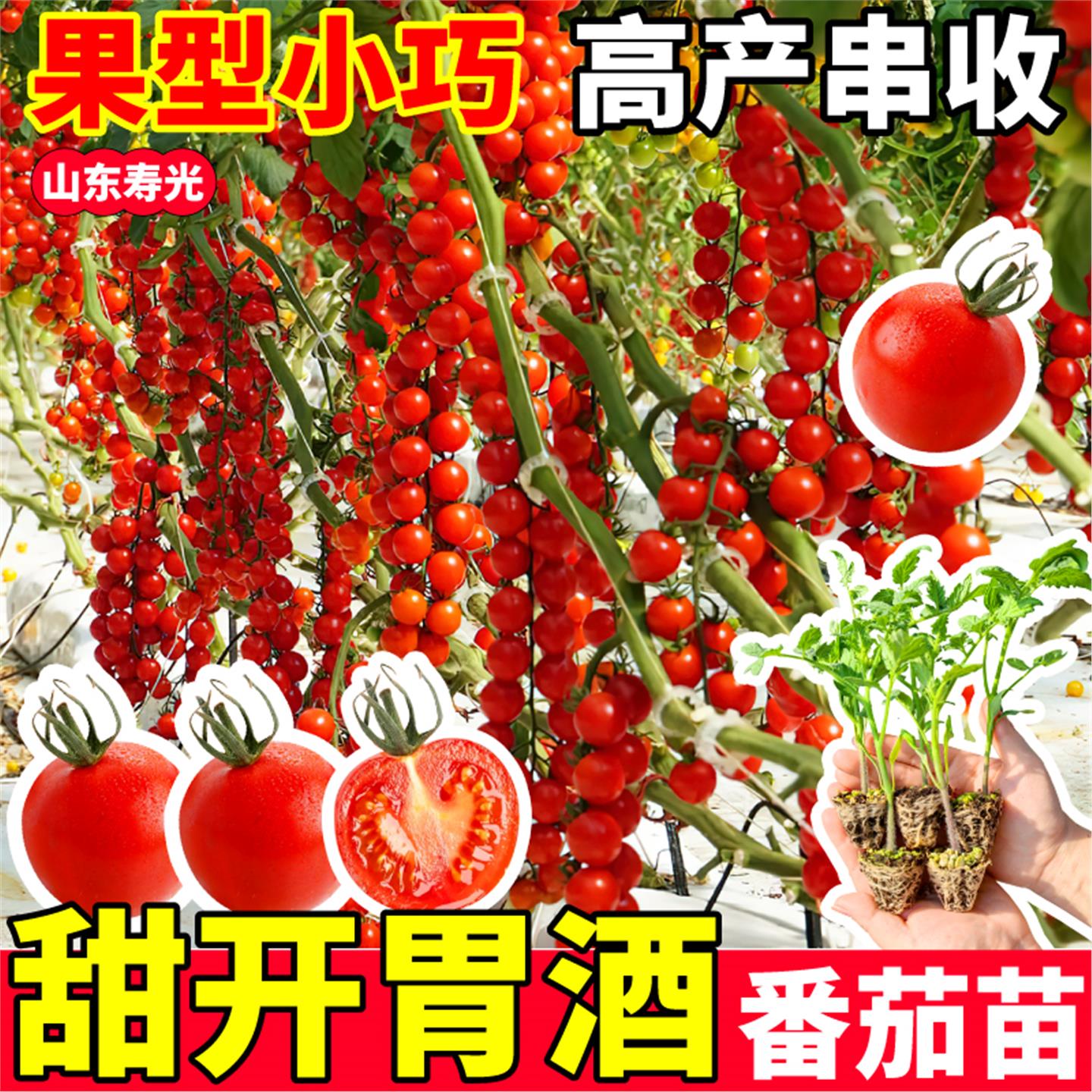 纯甜果开胃酒番茄苗秧红千