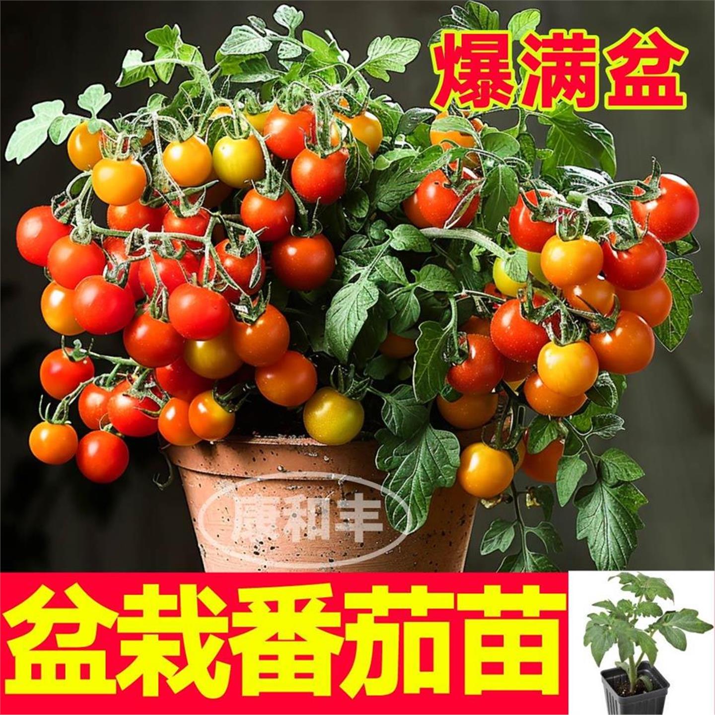寿光矮生盆栽番茄苗秧带土