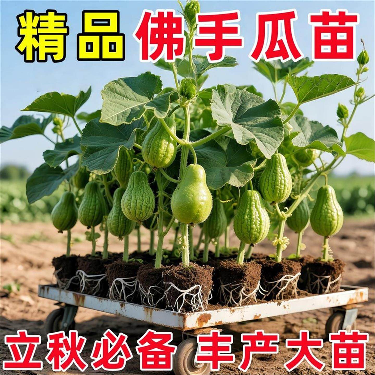 当季新种佛手瓜苗秧带芽子