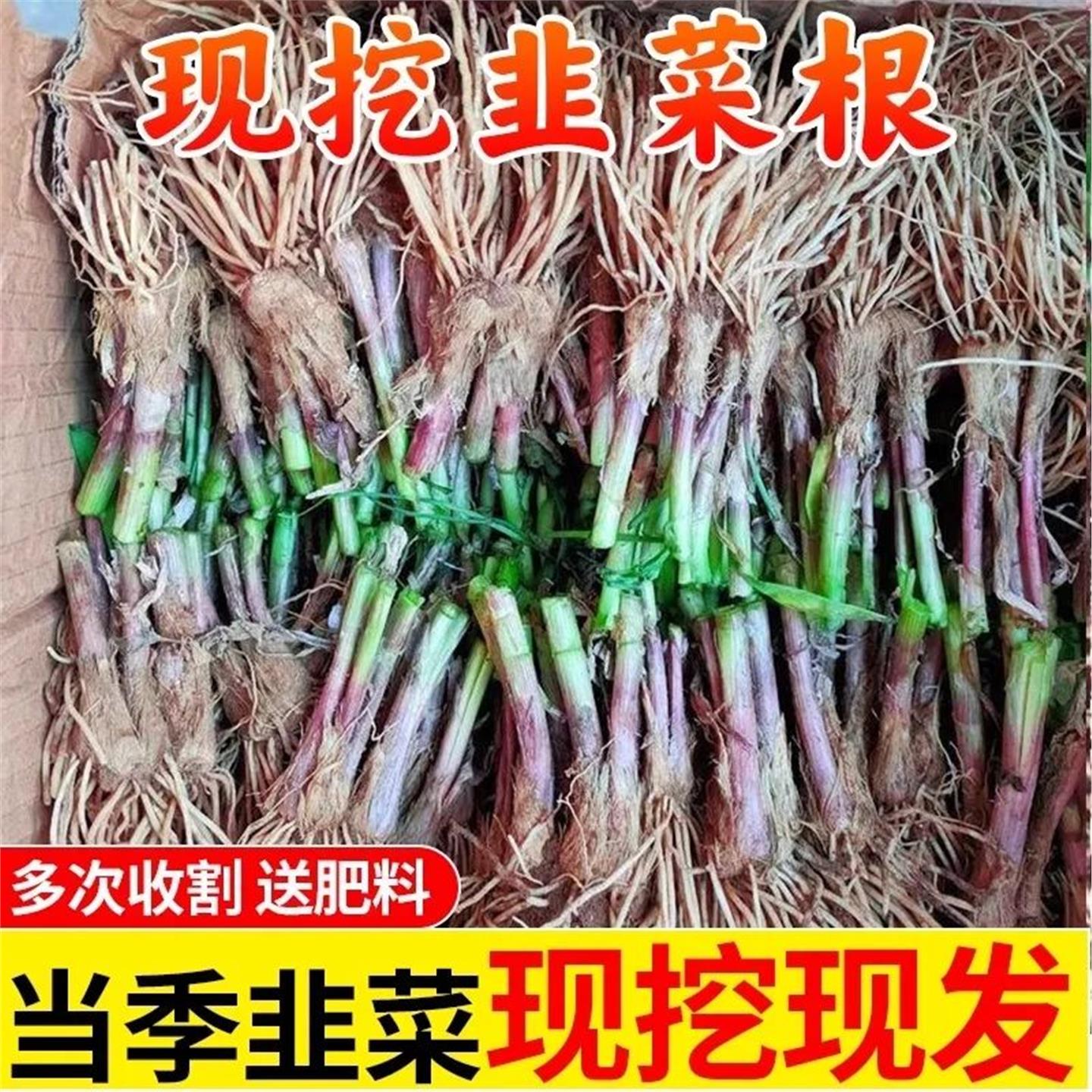 现挖发新鲜韭菜根苗紫红老