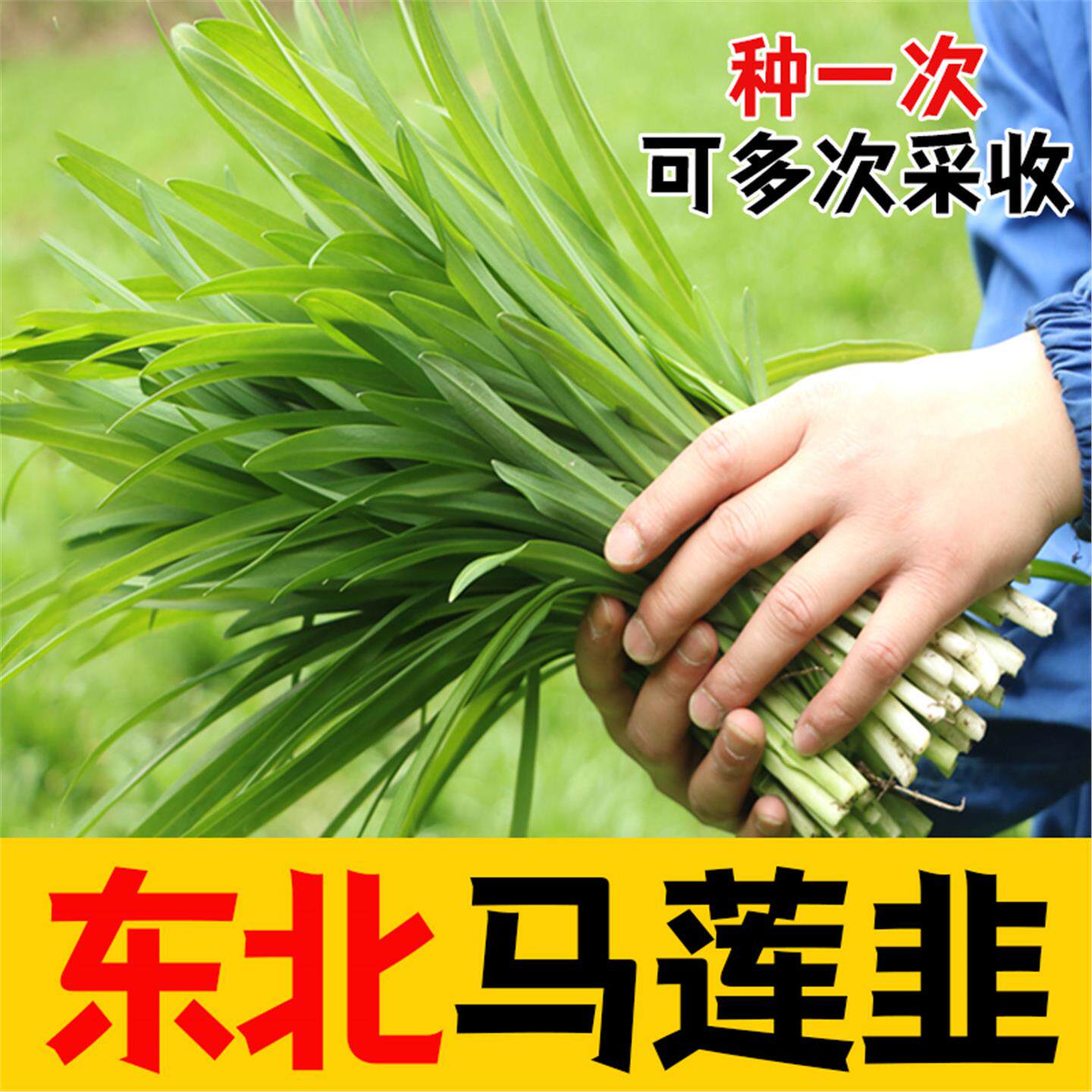 东北大马莲韭菜根种子紫细
