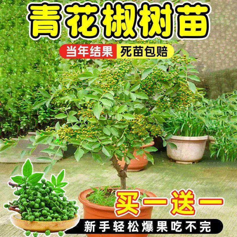 正宗花椒树苗九叶青果地栽