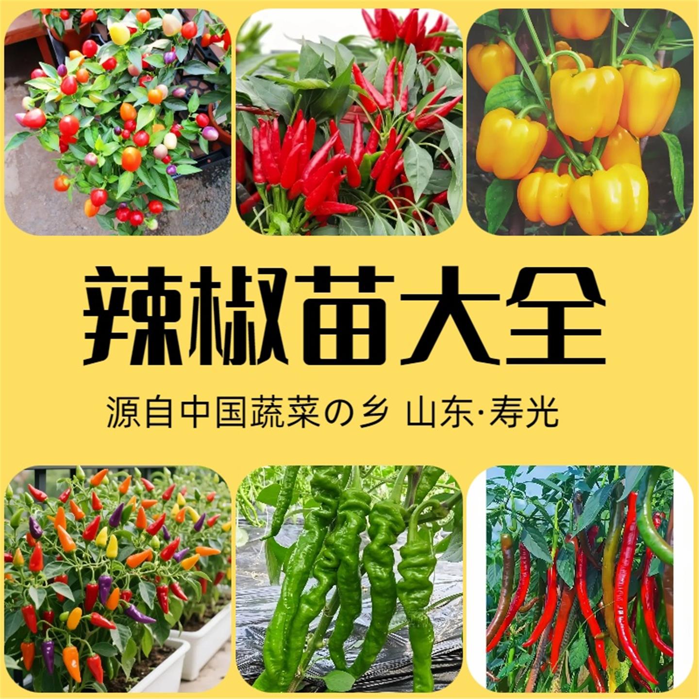 山东寿光直发辣椒苗秧大全