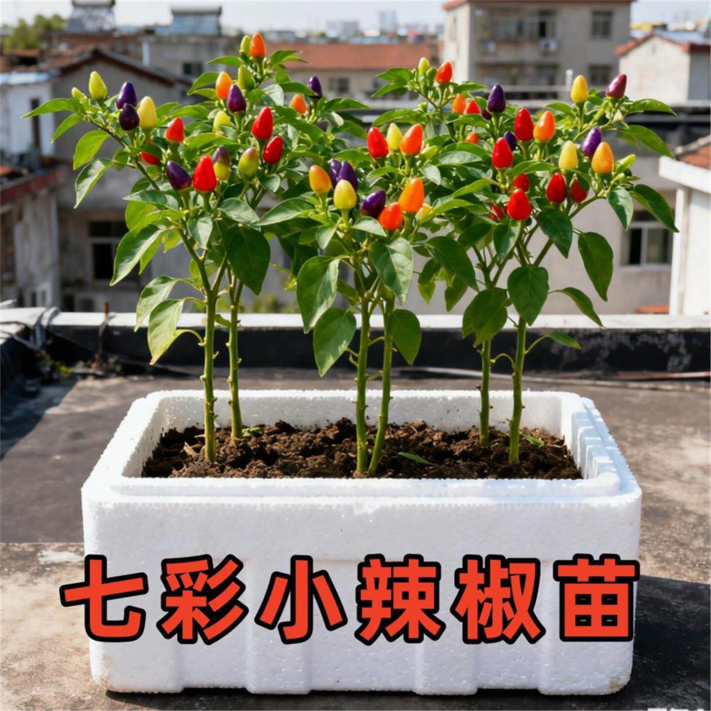 【摘不完】七彩五彩辣椒苗四季阳台盆栽多彩椒蔬菜苗朝天椒秧苗