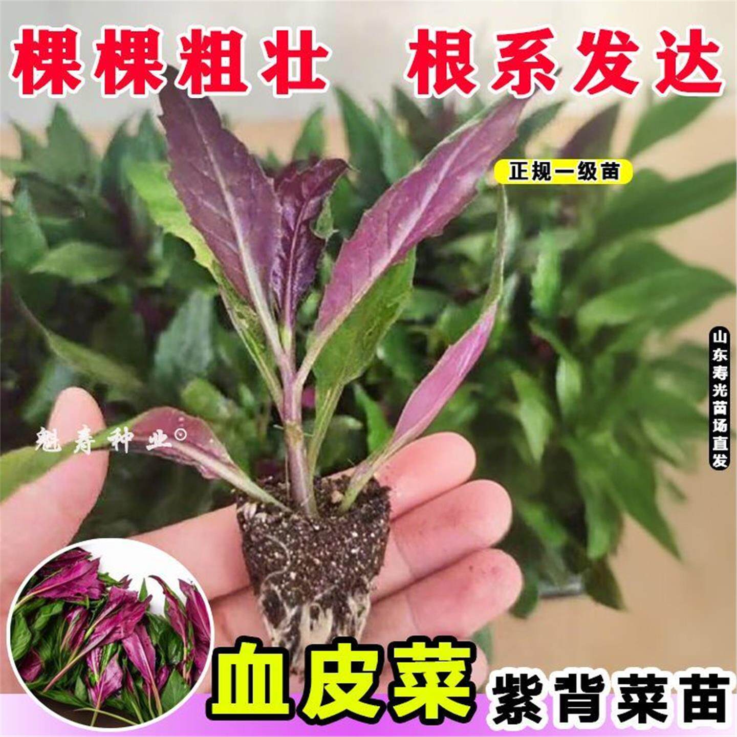山东寿光紫背菜种苗天葵观