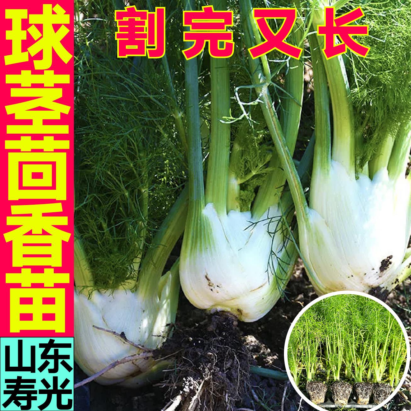 正宗味浓球茎茴香秧苗带土