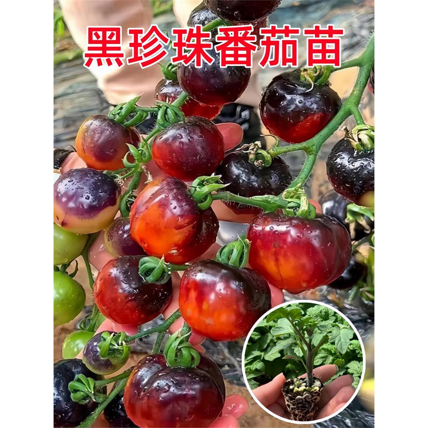 黑珍珠番茄苗秧紫红樱桃圣