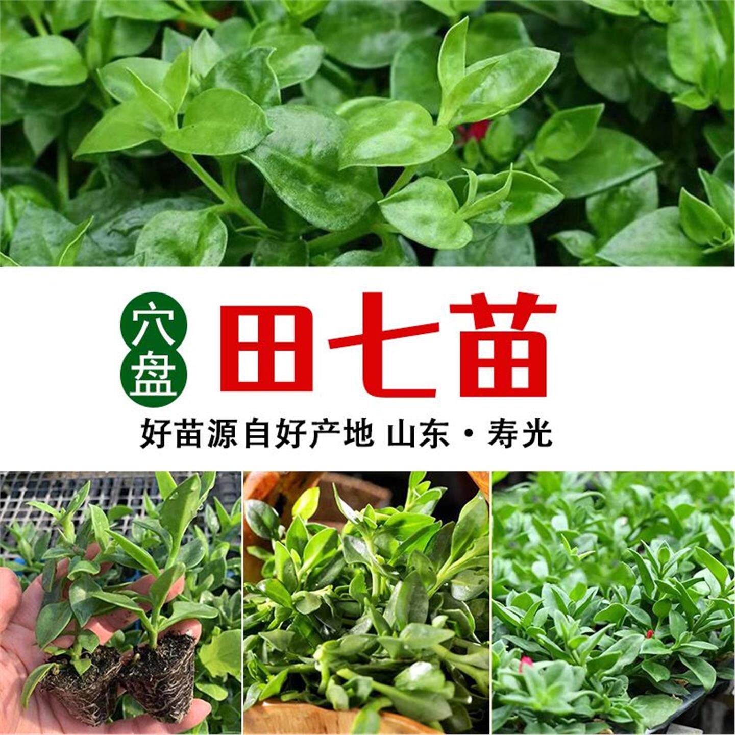 田七秧苗四季盆栽食用苗种子春季种田七阳台庭院四季蔬菜种子
