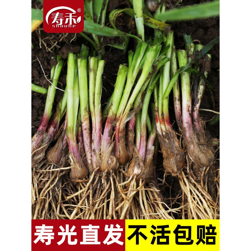 韭菜根红农家紫本地苗盆栽