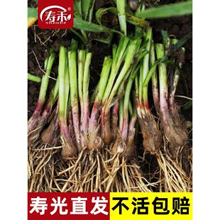 韭菜根红根农家紫根本地苗盆栽根苗韭菜韭菜根根苗跟根儿四季九菜