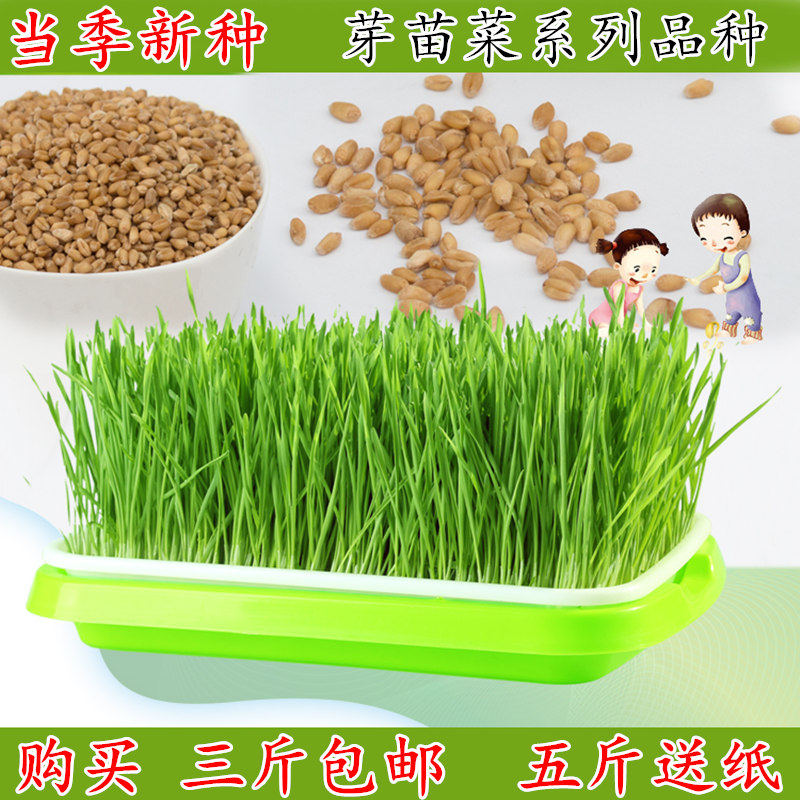 芽苗菜纸上种水培蔬四季阳