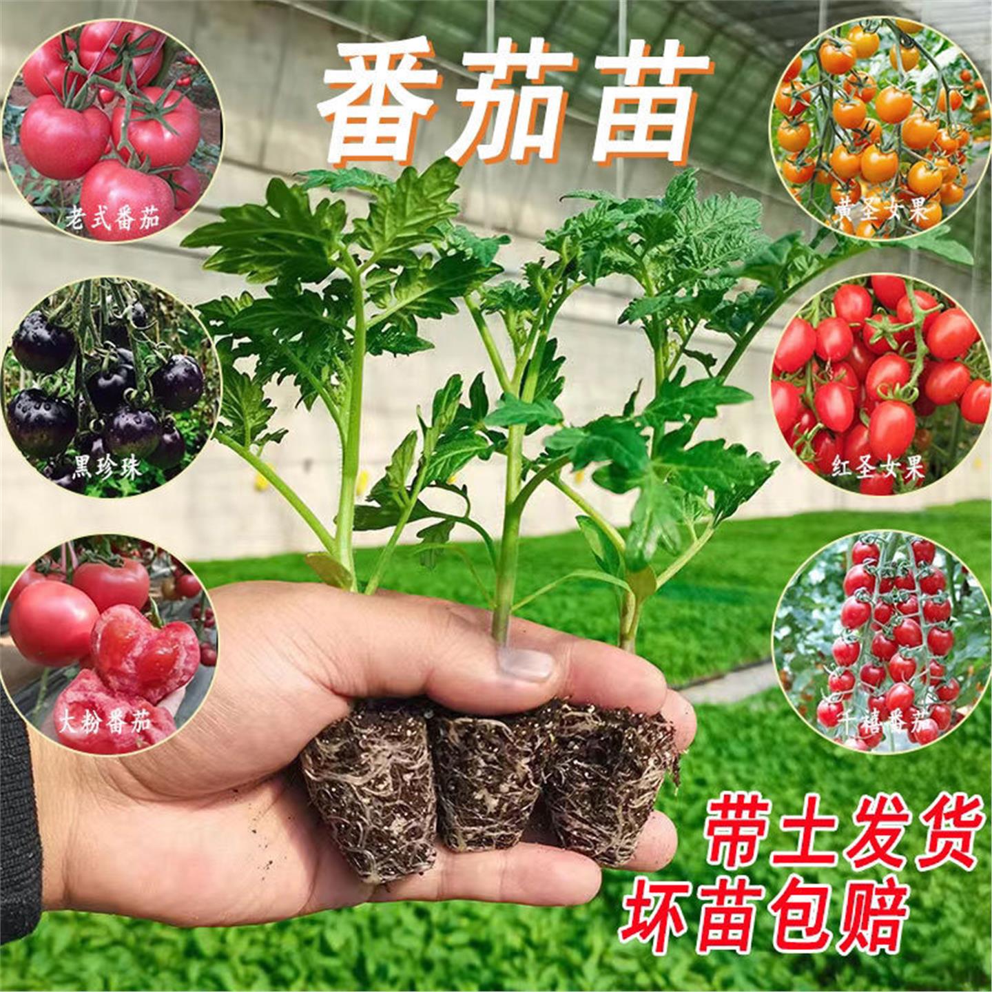 高产早熟大红番茄苗西柿秧