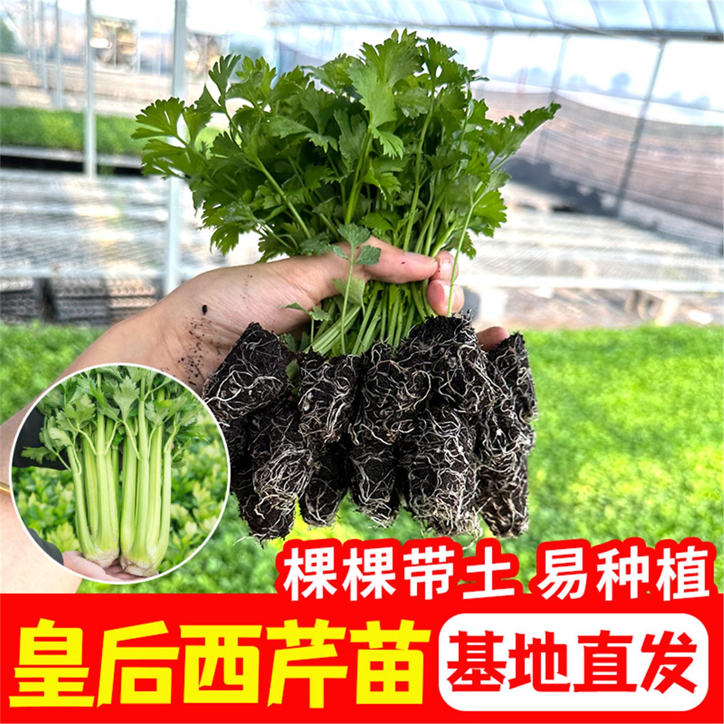 脆嫩大肉芹菜苗根带士球新