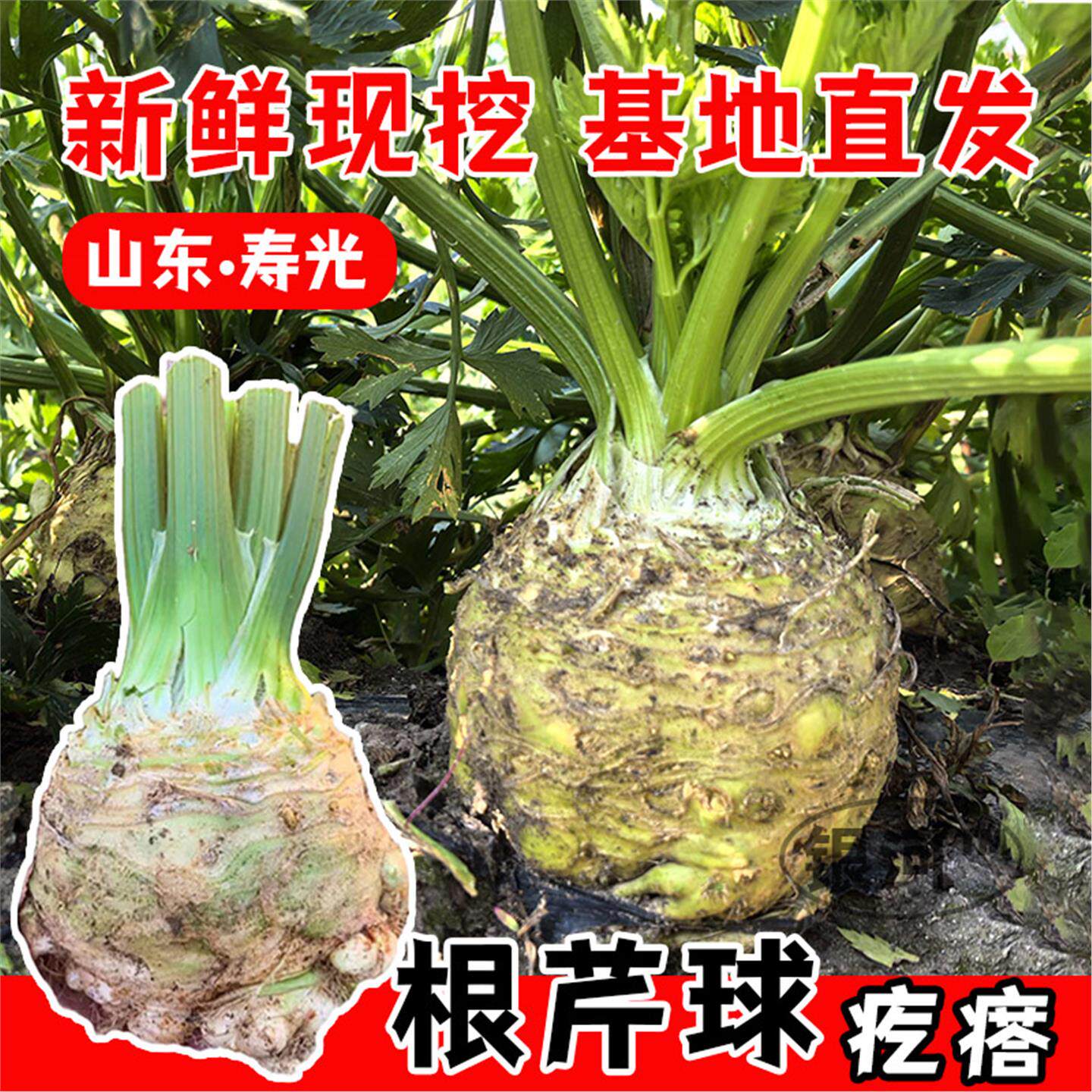 根芹苗子菜种大疙瘩老桩球