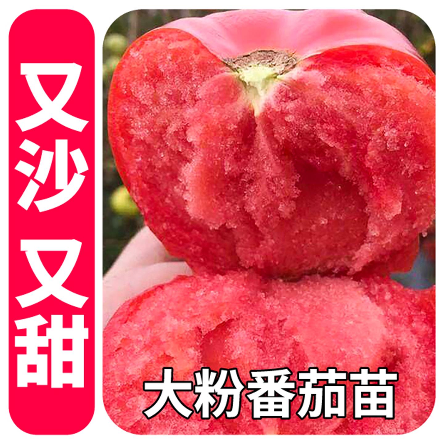大粉番茄西红柿秧苗种子沙