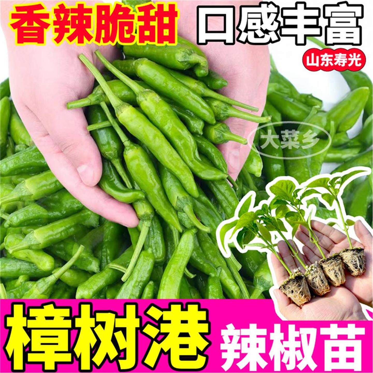 正宗湖南樟树港辣椒苗秧香