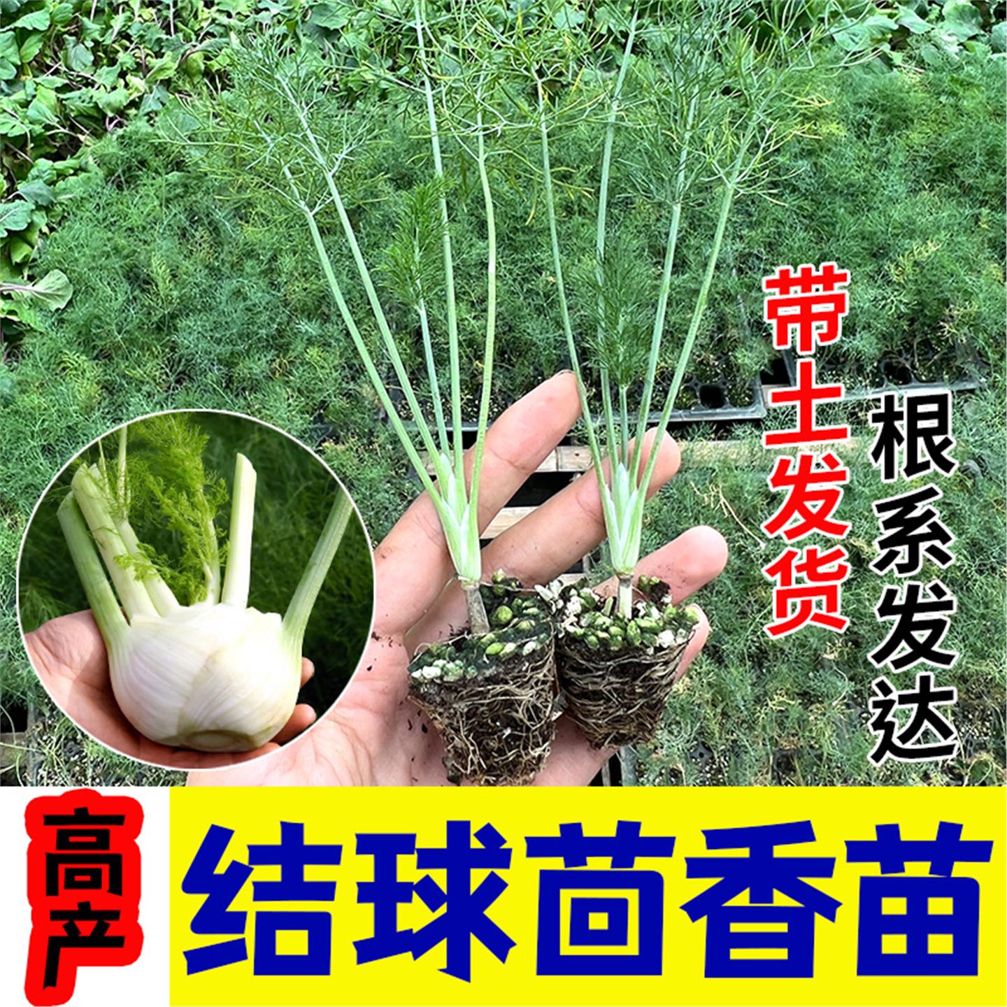 寿光球茎茴香苗秧种子割茬