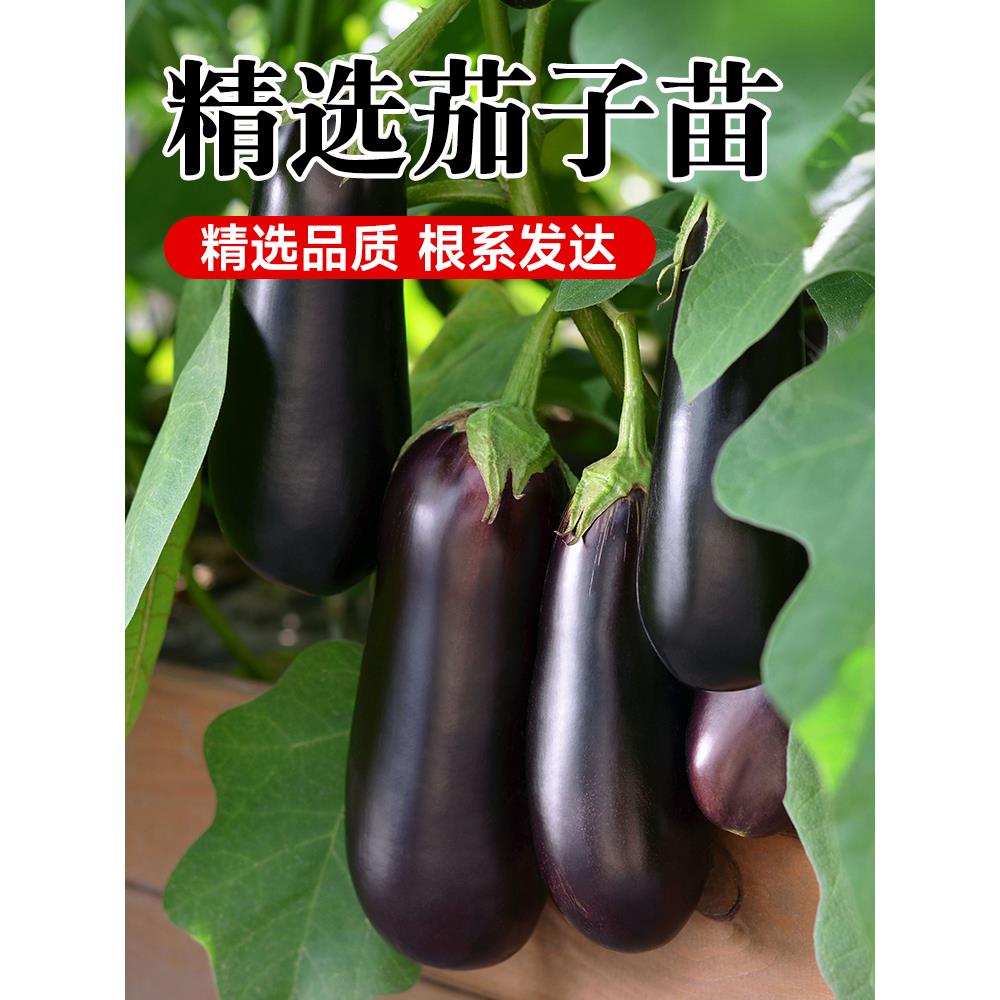 茄子秧苗带土特大号四季蔬