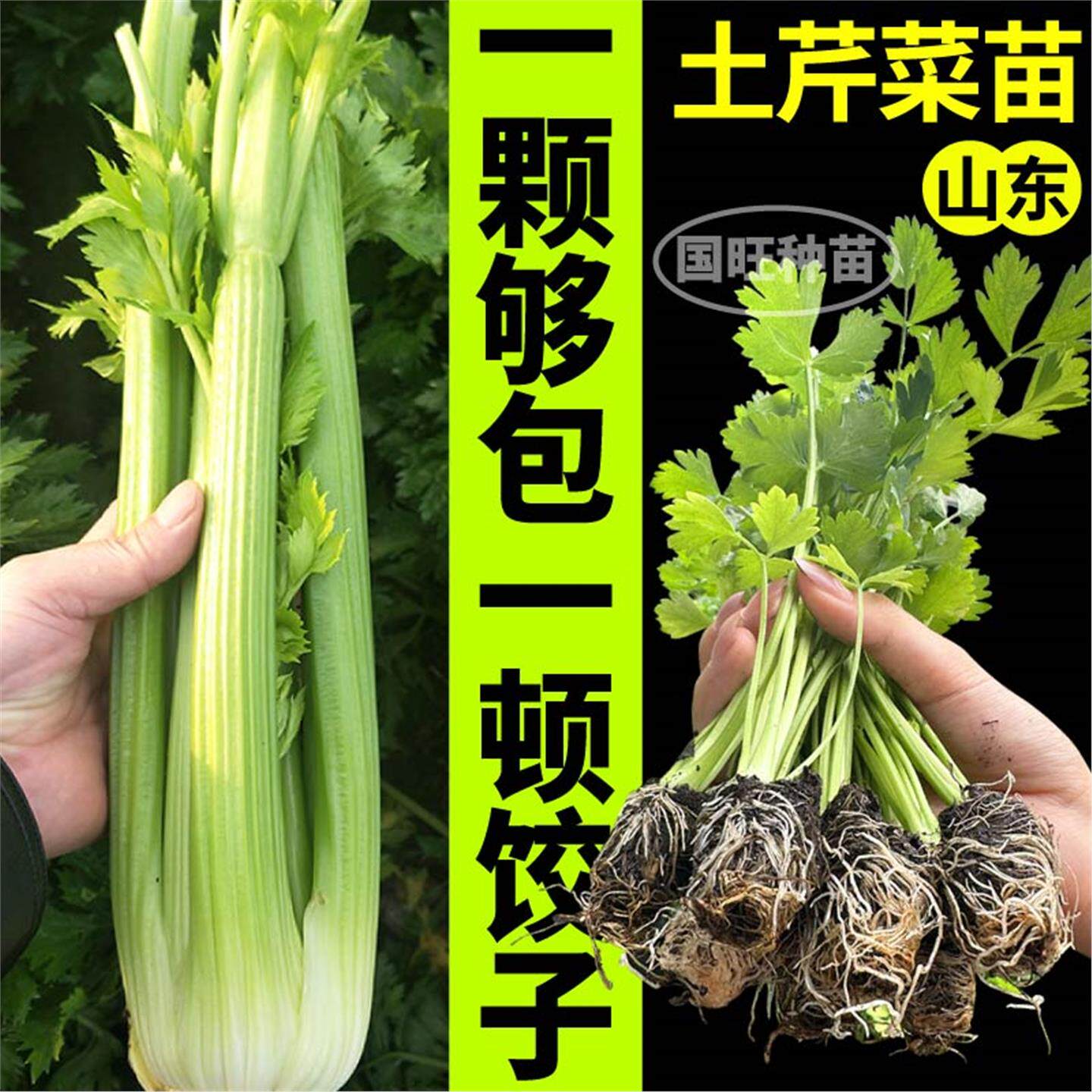 山东土芹菜苗秧西香红种子