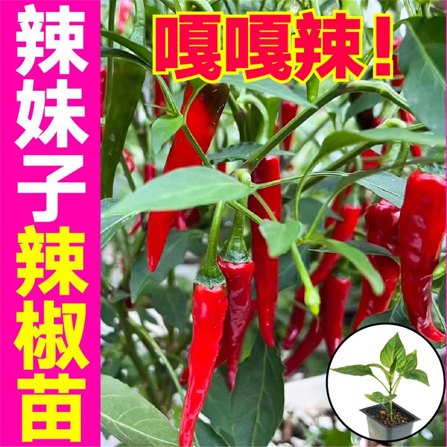 超辣妹子秧苗带土球巨魔鬼