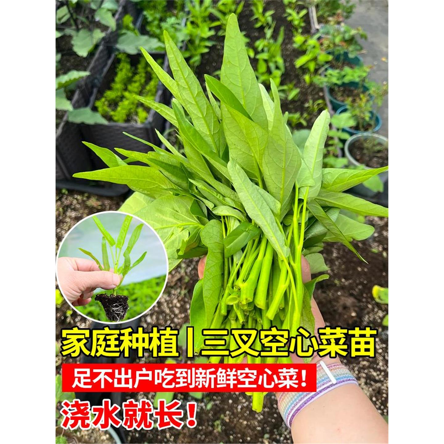 三叉空心菜苗带根老品种白