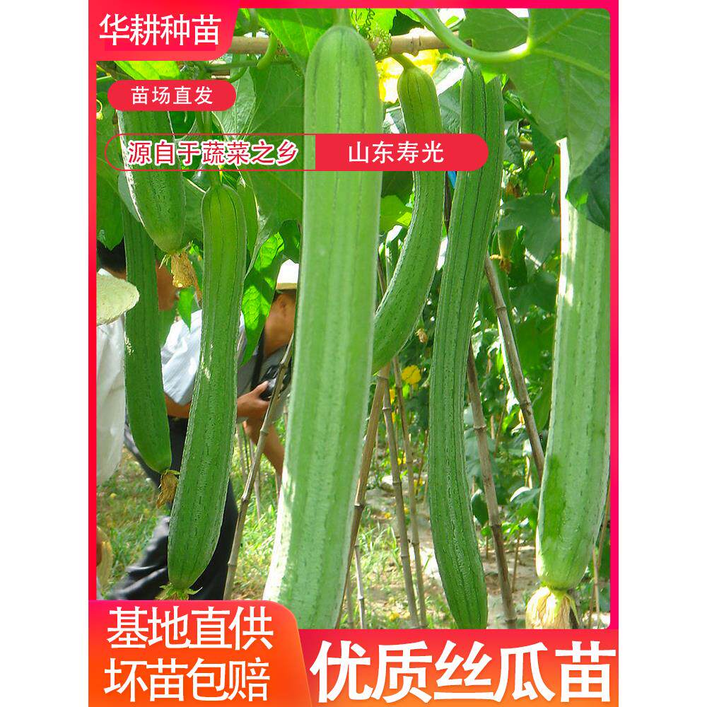 中绿长条肉丝瓜苗种子大秧