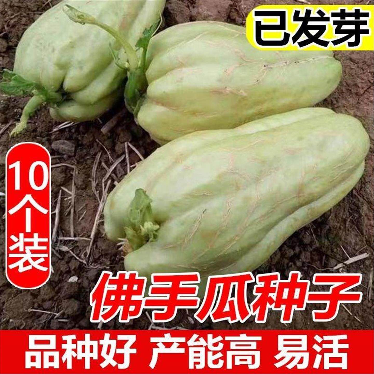 高产佛手瓜种苗春季夏植丰