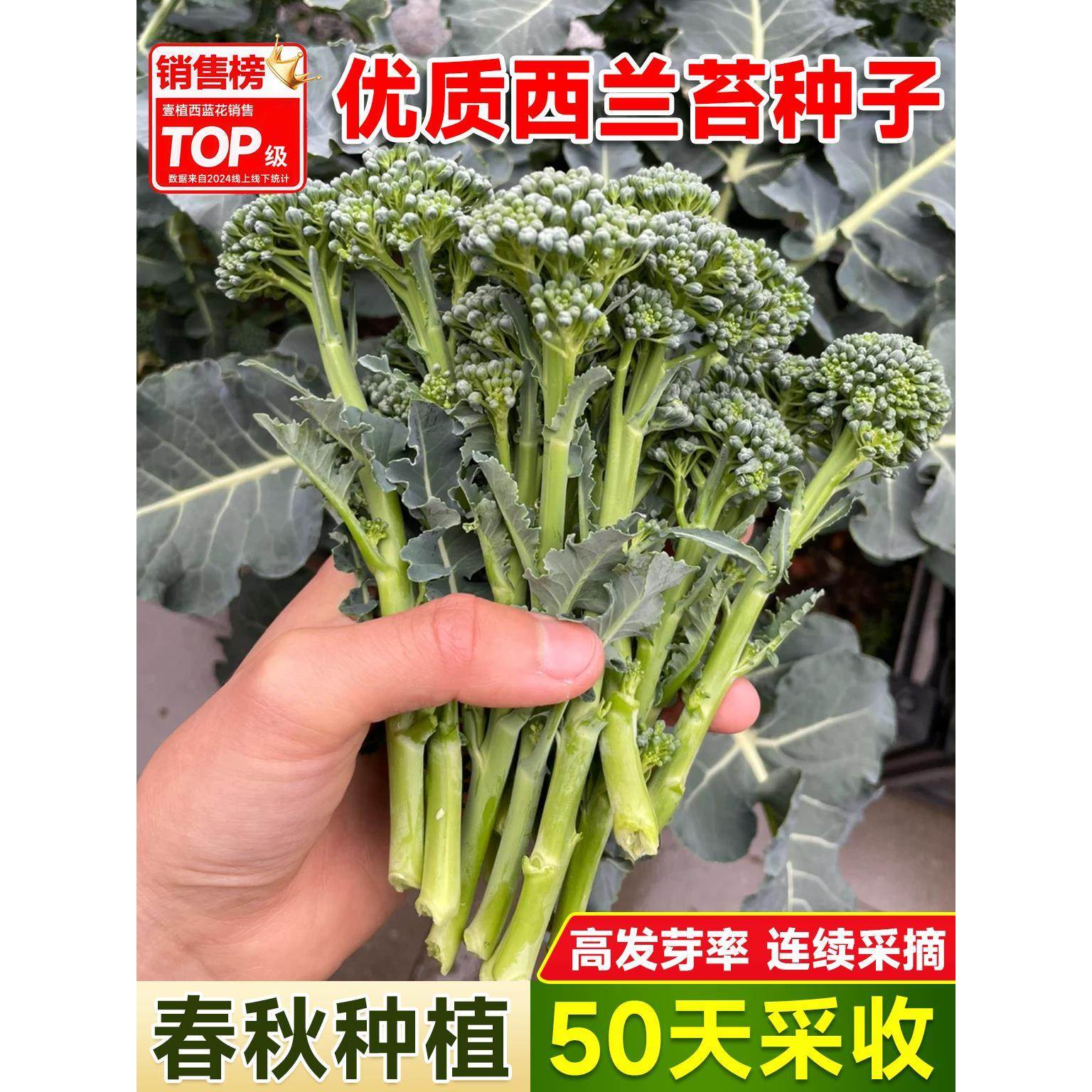 西兰苔种子西兰花种籽春季秋季蔬菜种孑西洋芥蓝菜籽西蓝花菜种孑