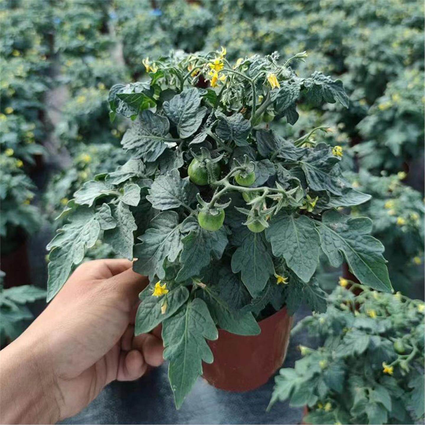 矮生小番茄苗盆栽带花果四