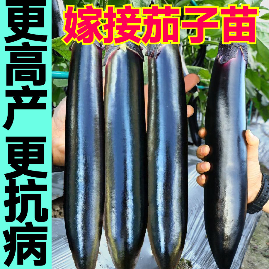 嫁接圆茄长苗秧大龙子种四