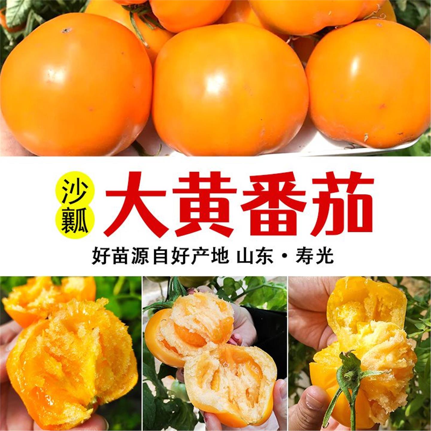 大黄柿子苗种丹东铁皮油籽